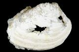 Fossil Clam with Fluorescent Calcite Crystals - Ruck's Pit, FL #177742-1